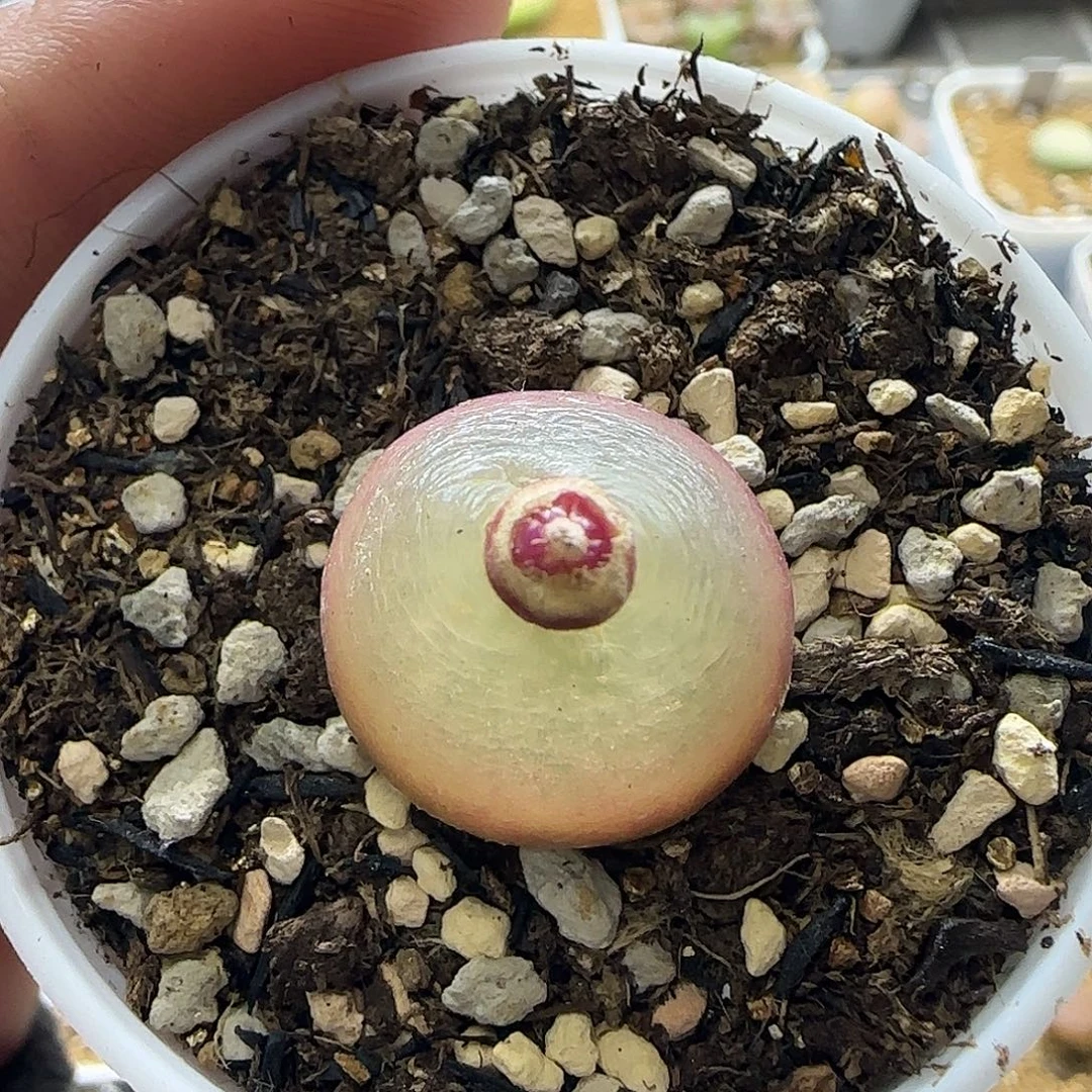 338灯泡1.9厘米带盆土