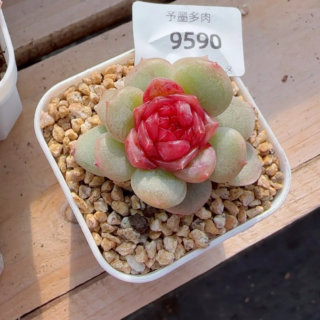 M****0彩恋，9590多肉植物