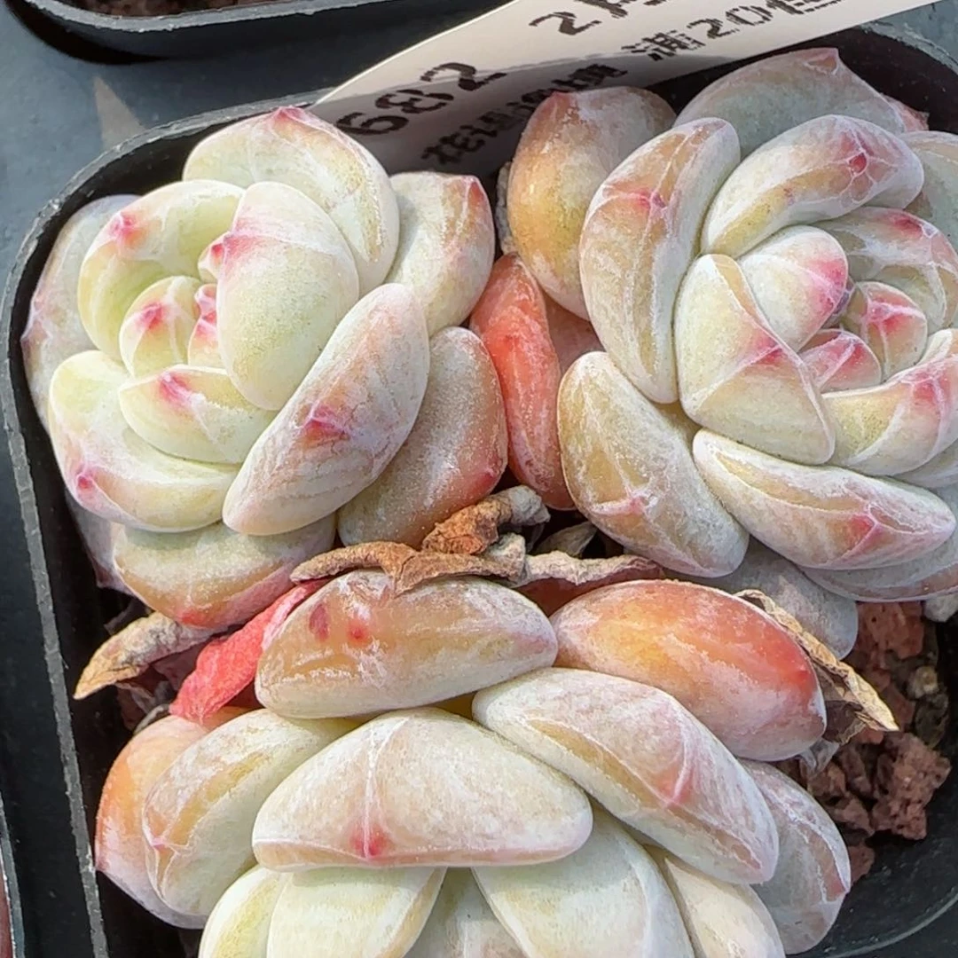 花语逸镜0213-682