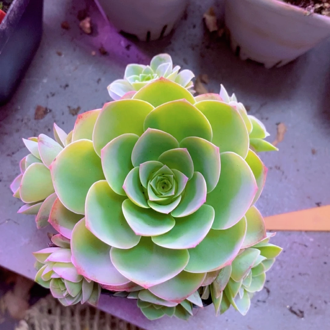 山地玫瑰一物一拍087清风挽