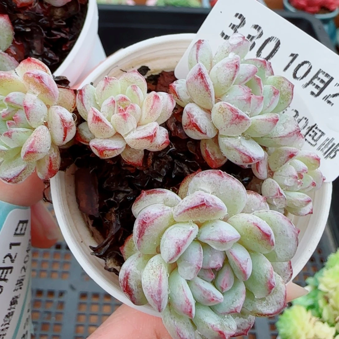 花语逸镜1021-330点将船