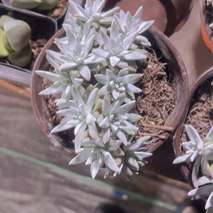 白菊精品多肉植物大战