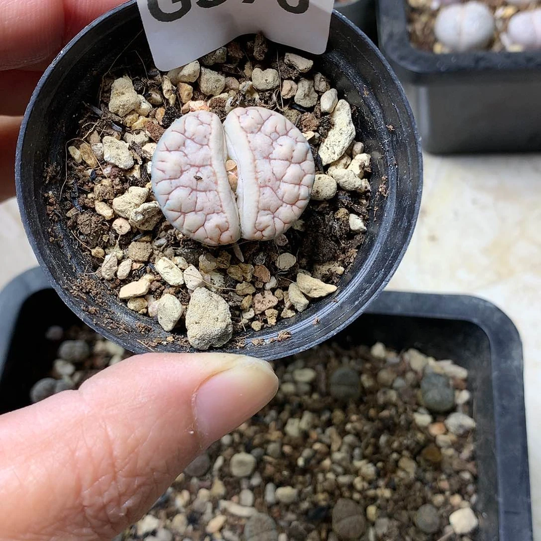 晚***庭G370多肉植物保护研究所