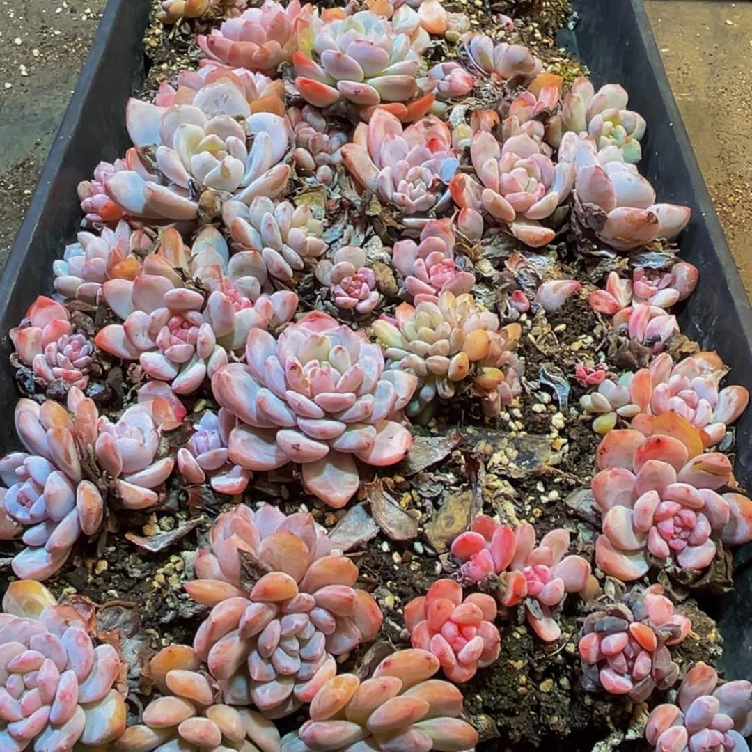 006多肉的小龙虾都有吃的