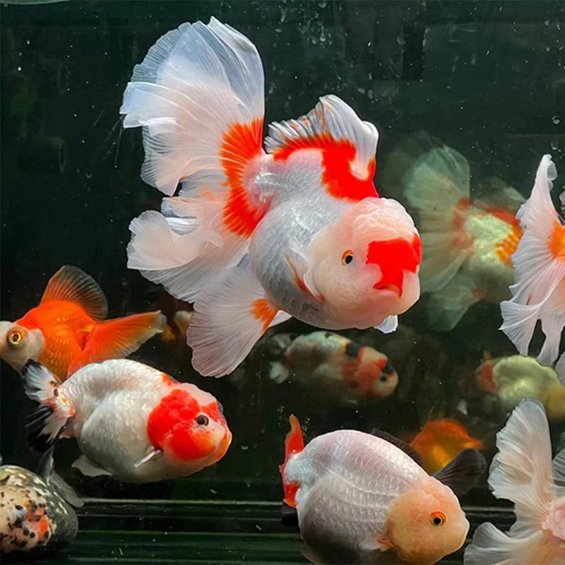 渔场直销泰狮金鱼 红白玉兔大尾巴金鱼 冷水鱼好养耐活