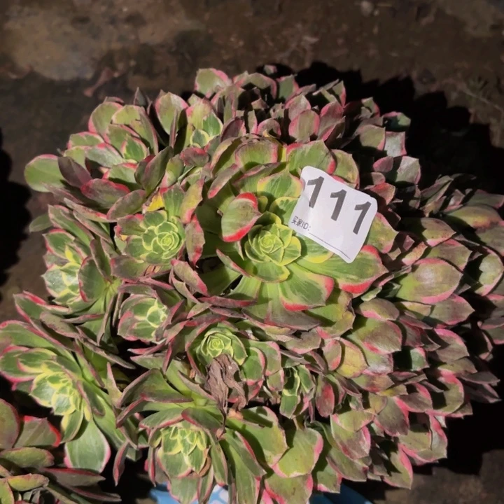 111粉海王多肉植物