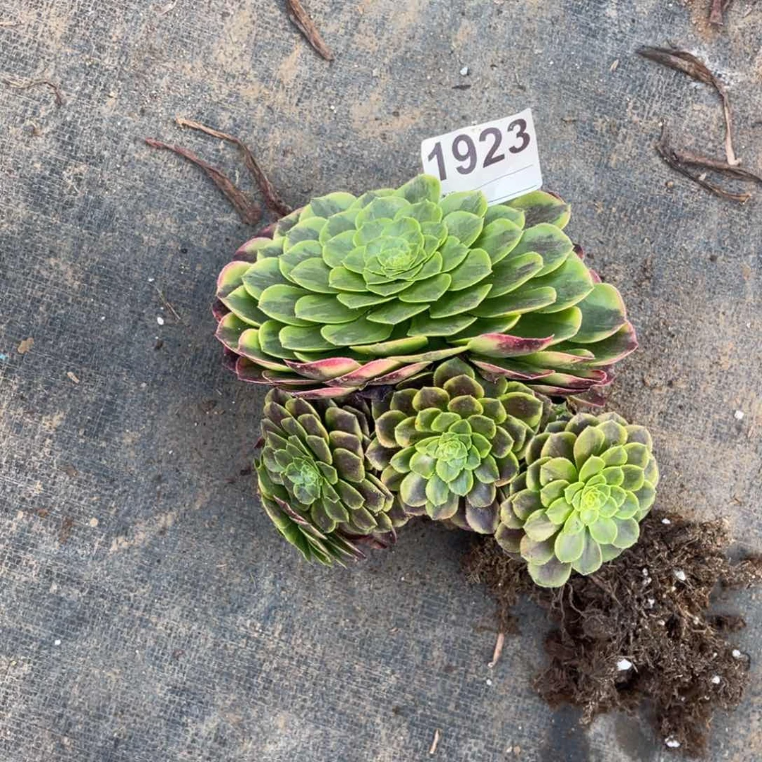 无花朵美****斗家年华1923