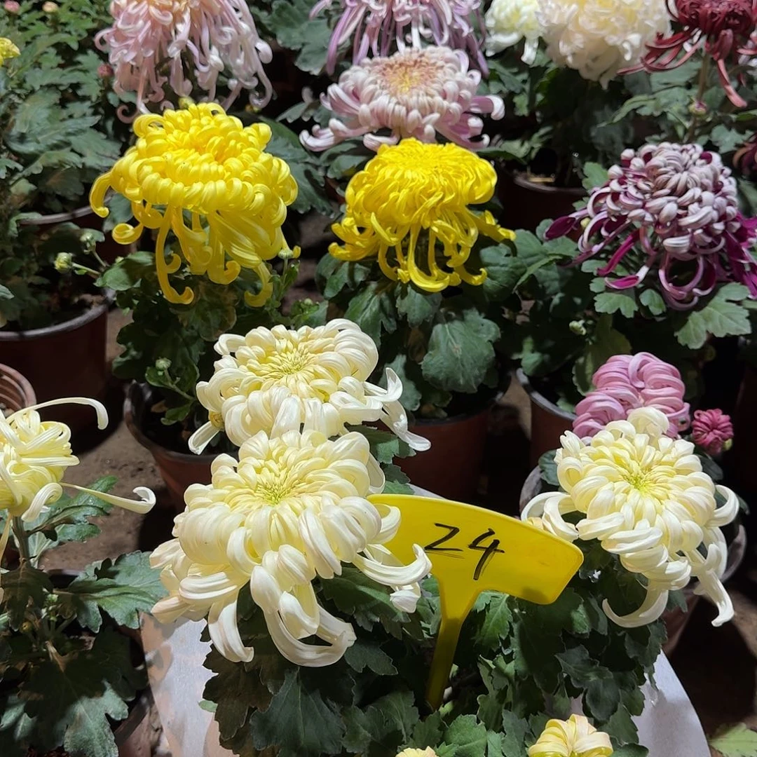 开***了大部分花苞少量开放24