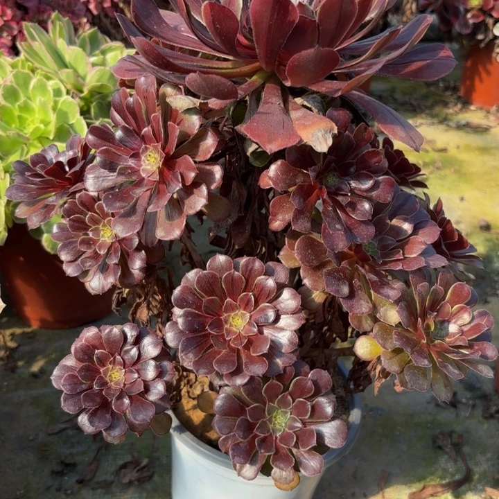 瑞妈多肉园艺 198花脸