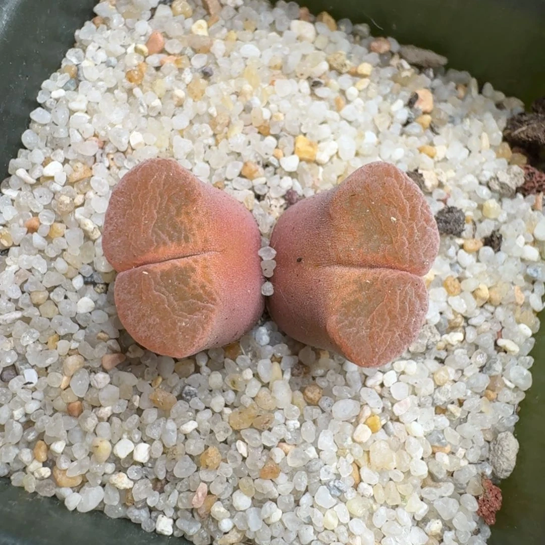 玻*鱼0530-77肉锥肉锥