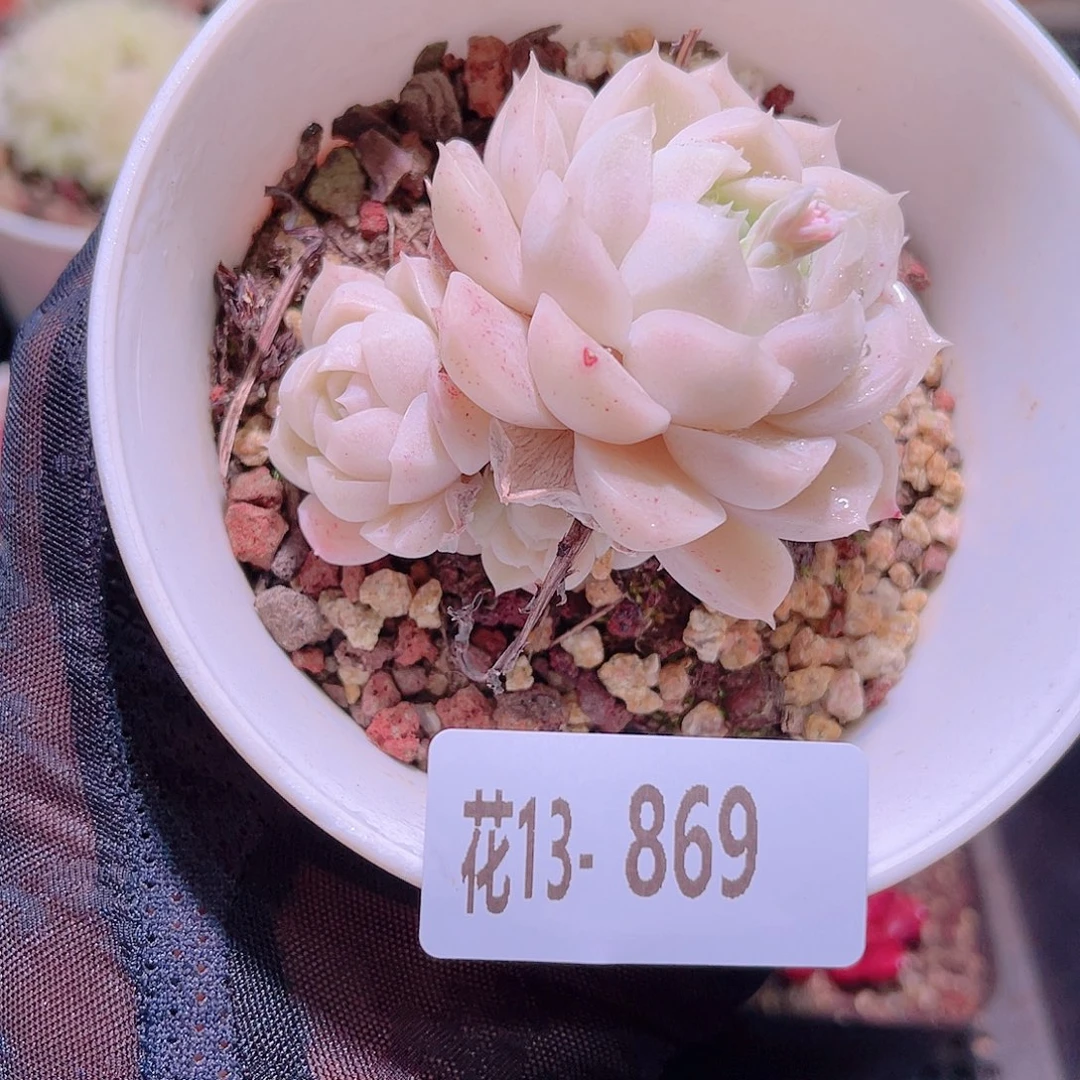 花利美13-869麦秆