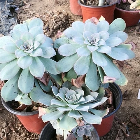 3棵玫瑰玫瑰玫瑰玫