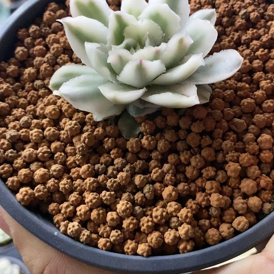 606紫蝴蝶锦大锦边炸多肉