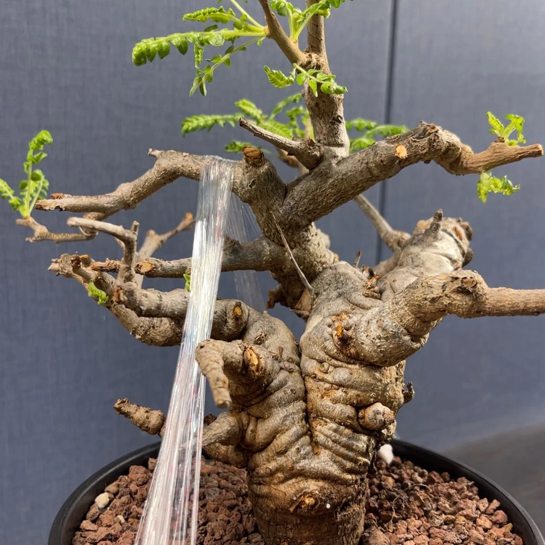 尼勒达乳香产地熟桩