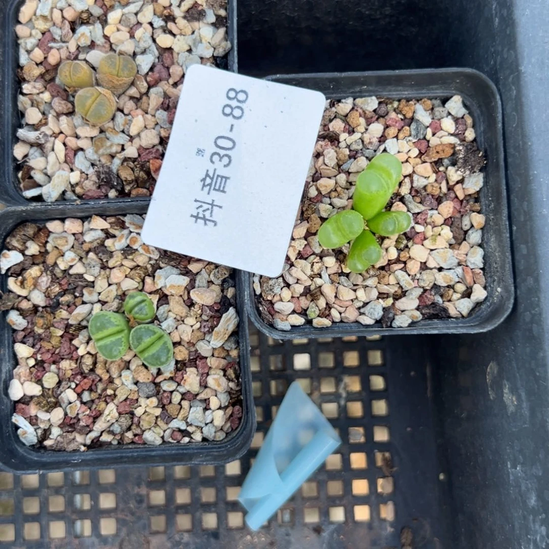 30-88风铃多肉植物