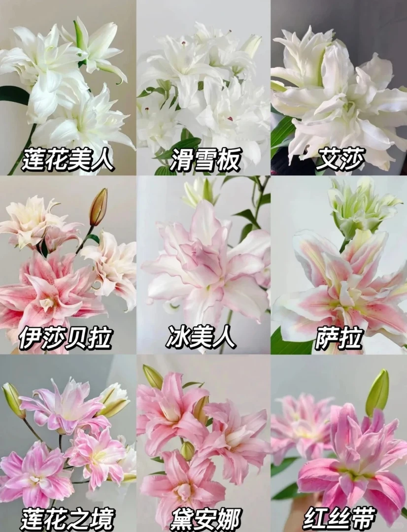 【源头优选】重瓣百合 任意2单鲜花包邮 发货后不支持退款