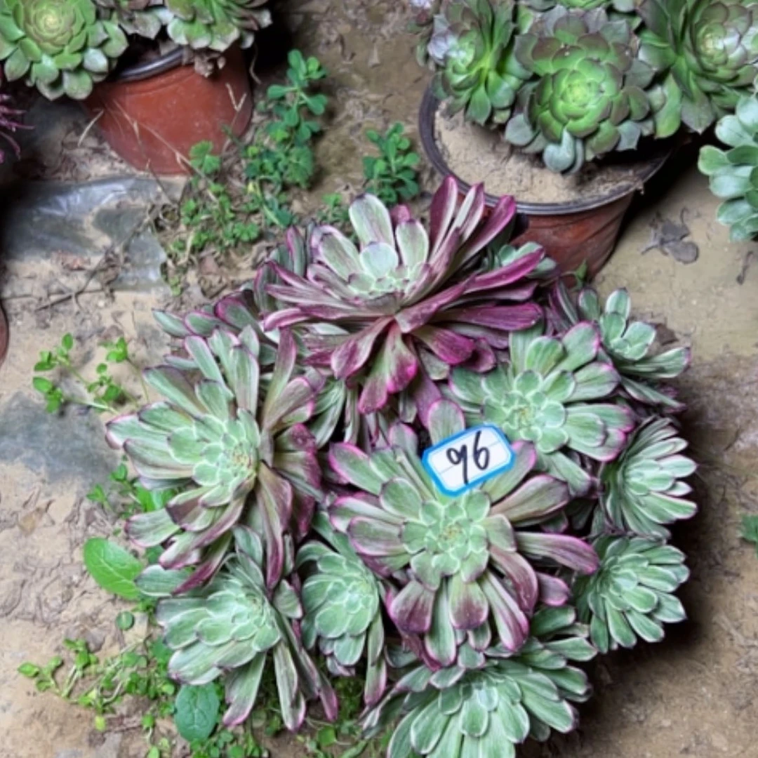 【闪购商品】多肉植物粉墨96