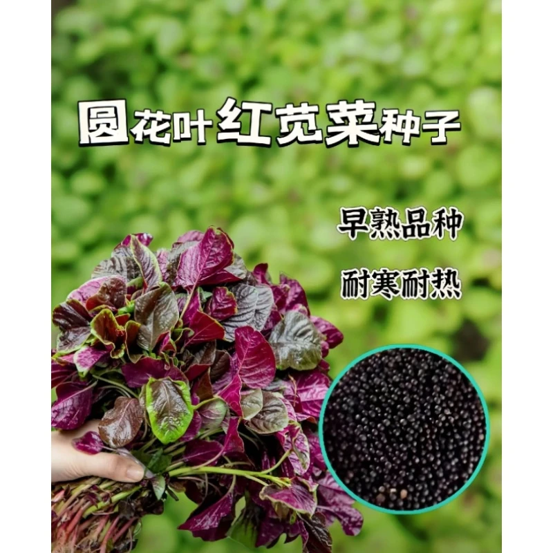 S-063【满3包包邮  满5包送一包】花红圆叶红苋菜种子