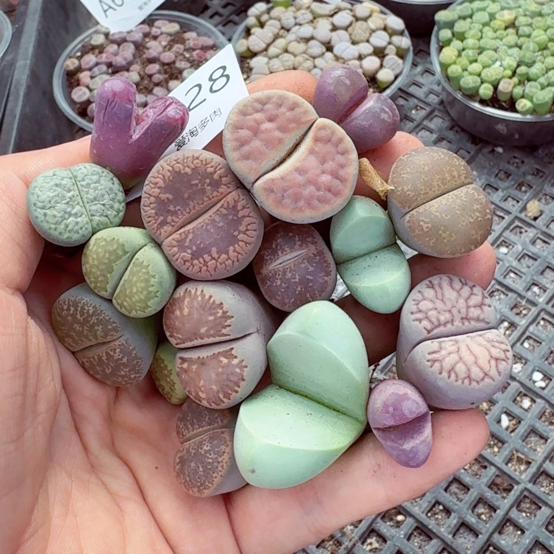 6028—皱 带疤 慎拍