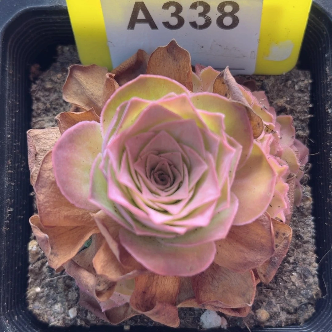 A338 四月天 一物一拍