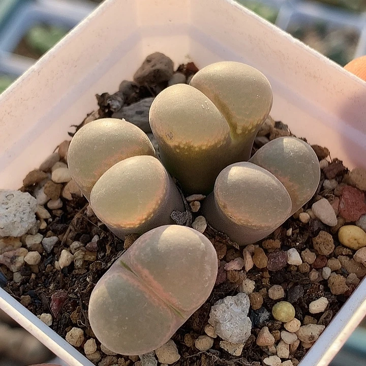 精品多肉植物精品多肉cm10