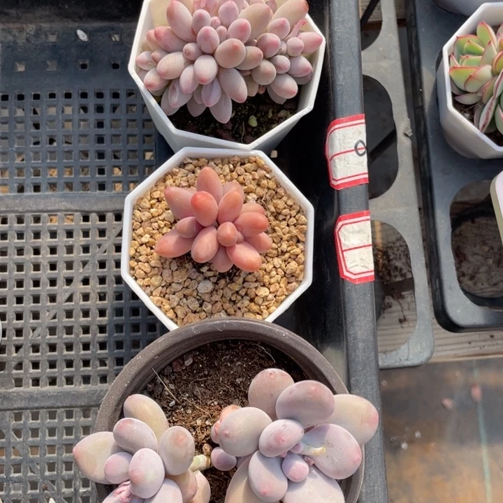 @****.肉肉专拍3颗脱土发货