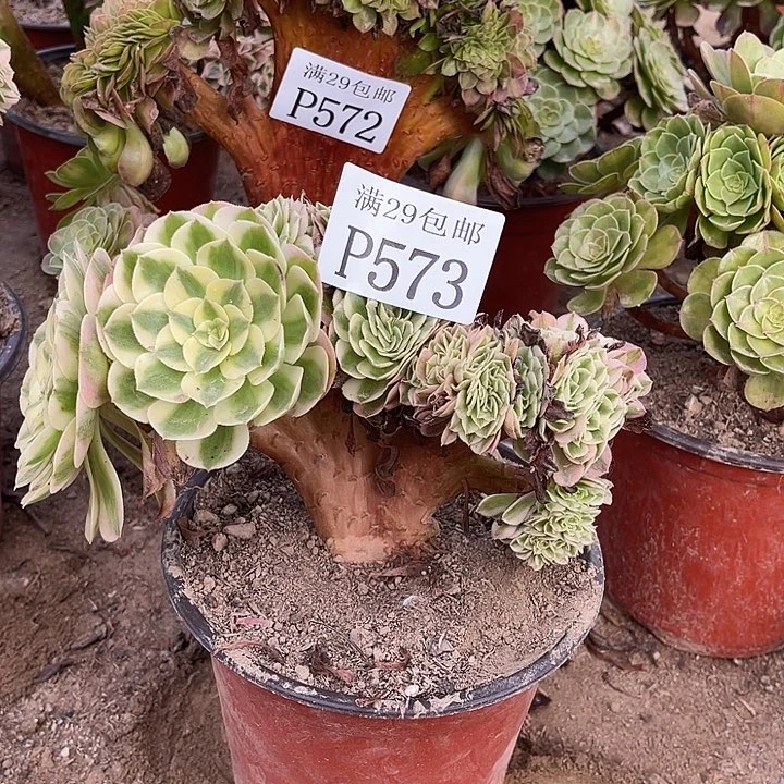 573无根倾城坠多肉植物