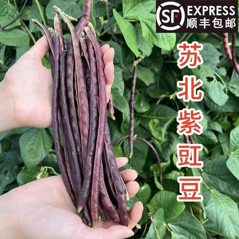 苏北农家自种露天新鲜采摘紫红豇豆
