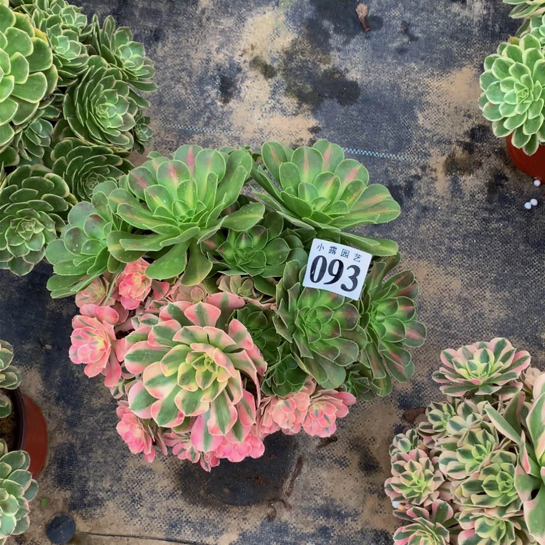 黄****聊多肉093植物888888