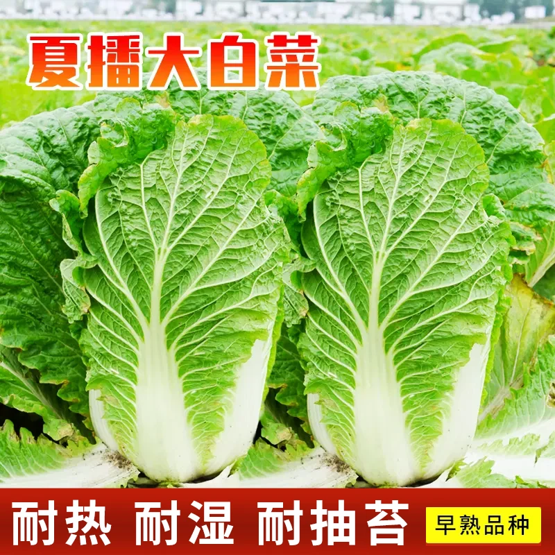 夏阳白菜种子50天早熟耐高温一年四季抗热大白菜种籽农家蔬菜种子