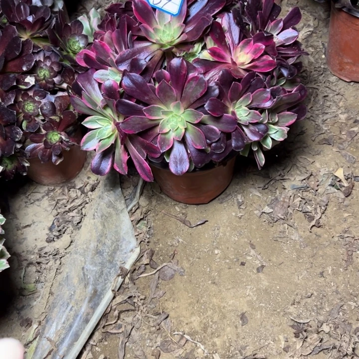 多肉植物金丝法师39