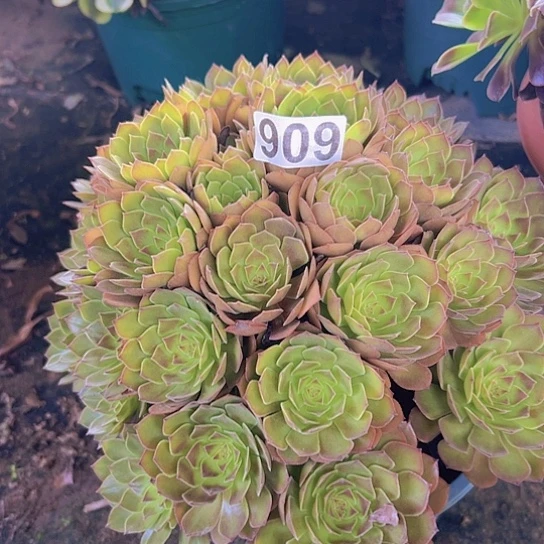 财***顺多肉植物一个红魔