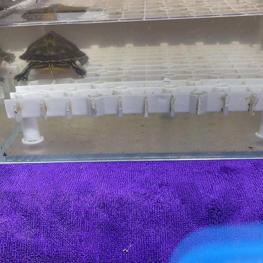 不分公母宠物龟火焰