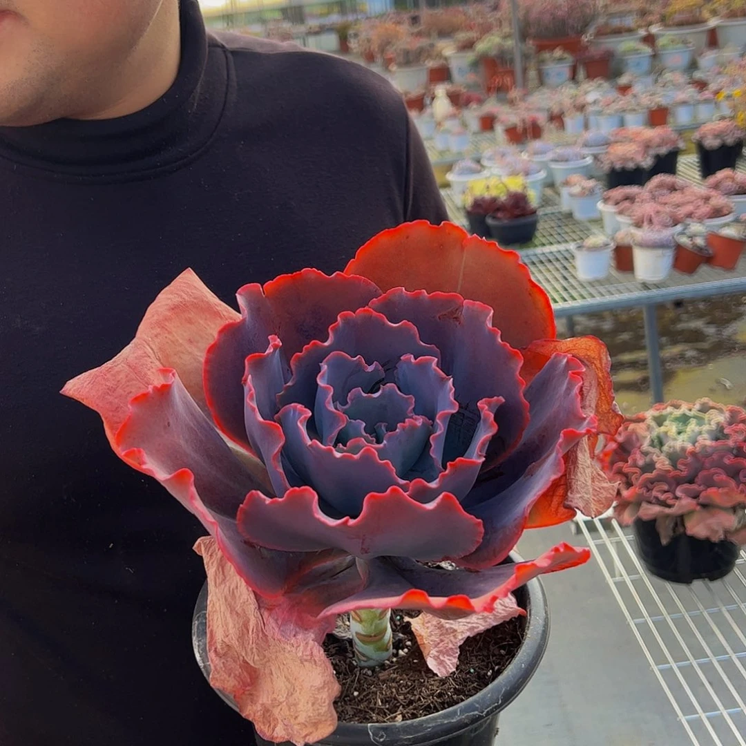 天空之城大单头大盆多肉