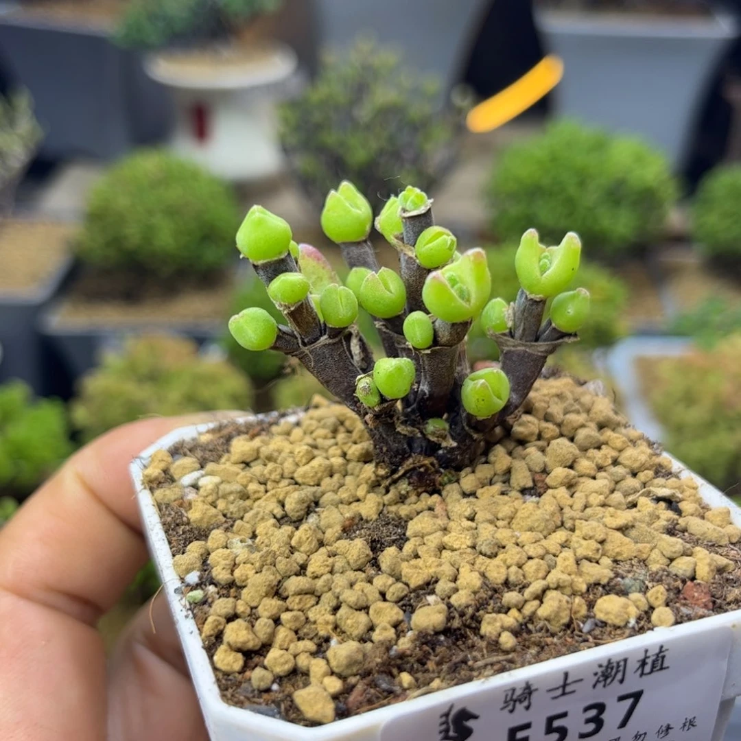 537短耳朵枝干兔子