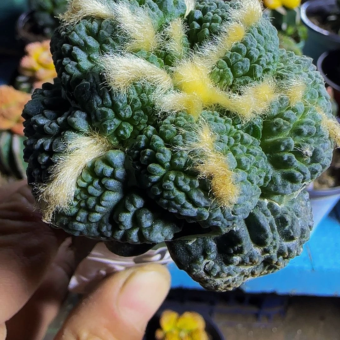 蓝皮龟甲608。