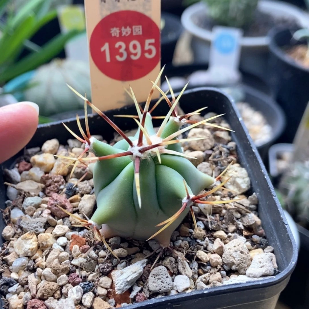 实生花刺春楼一颗仙人球
