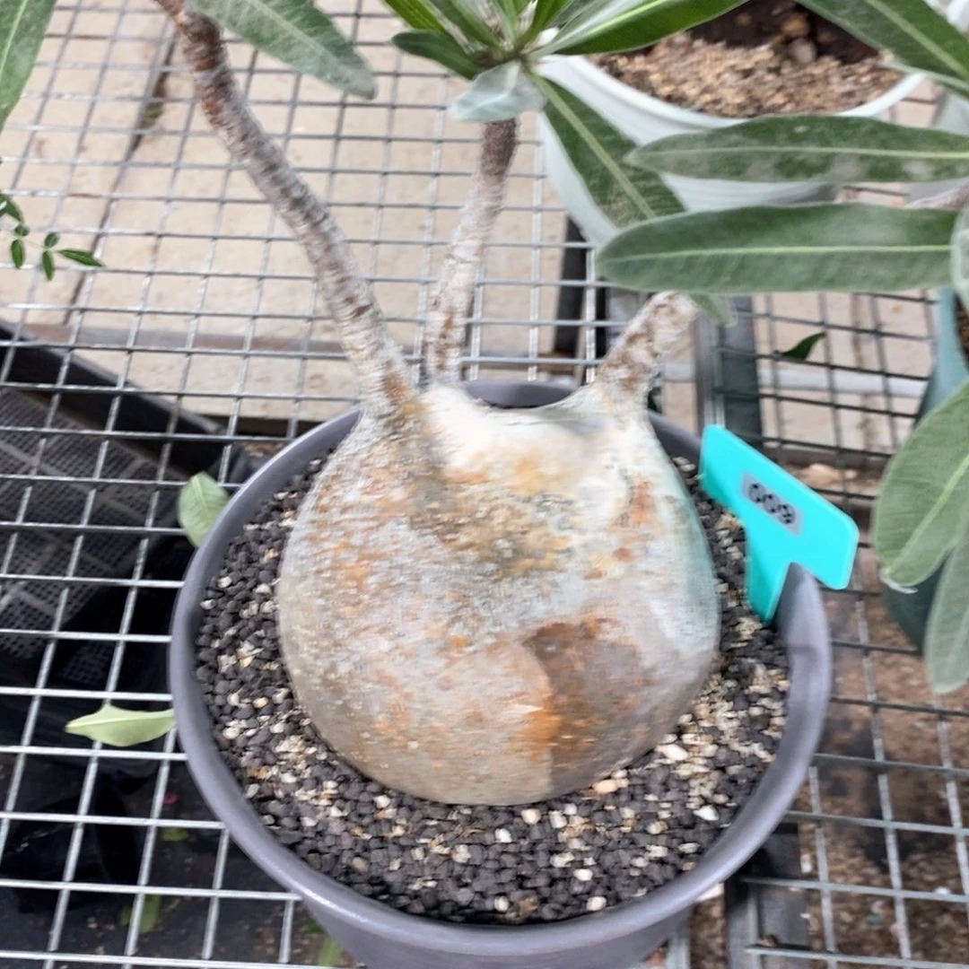 象牙宫多肉植物一个