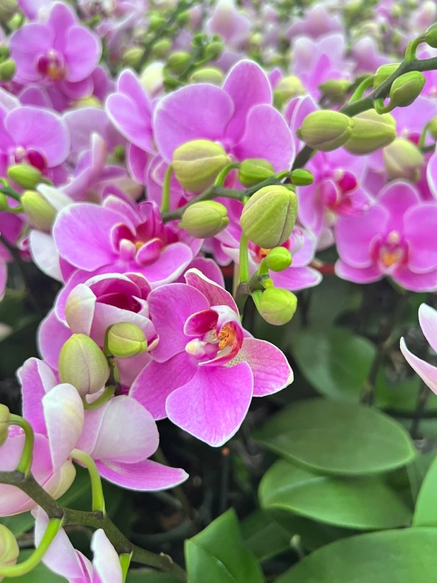 【紫蝶】蝴蝶兰2.8寸杯一苗双花剑带花带花苞
