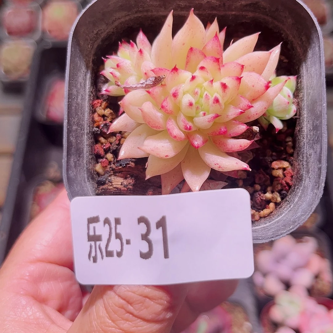 乐然25-31 菊花台 