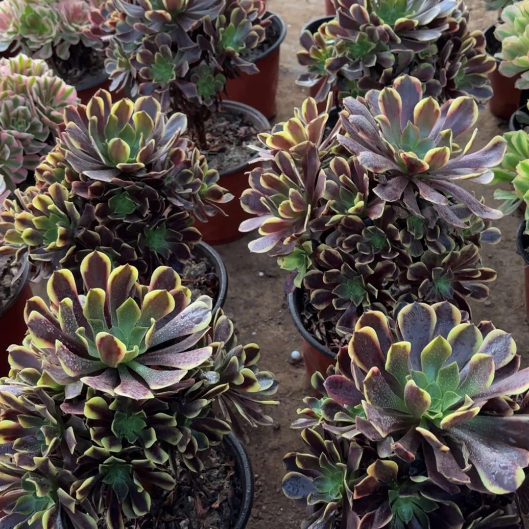 黑金欧嘉莉13.8多肉植物