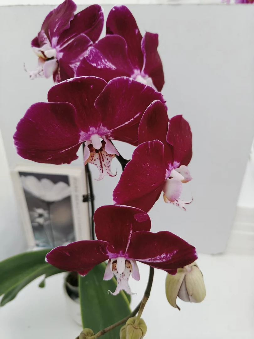 蝴蝶兰【幻影】鲜花盆栽室内观赏花花佛山基地直发好养易活