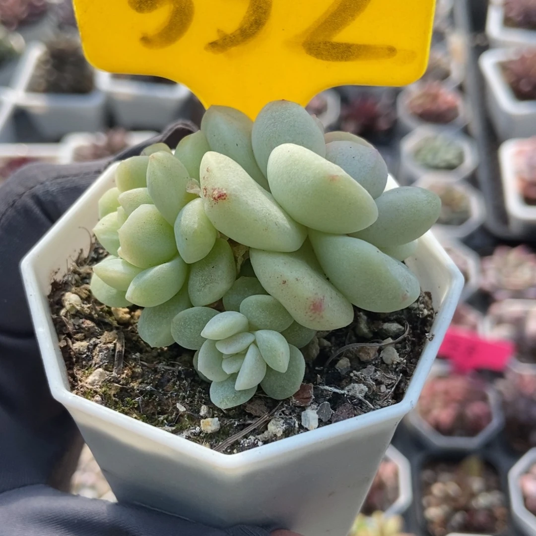 552冰玉石化多肉植物