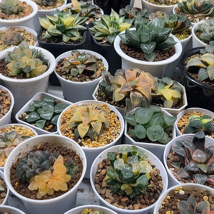 s***光大剪刀肉植物啊我真的太