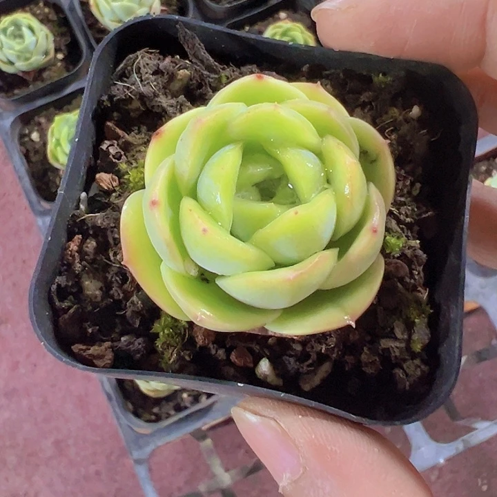 绿宝宝精品多肉植物大战