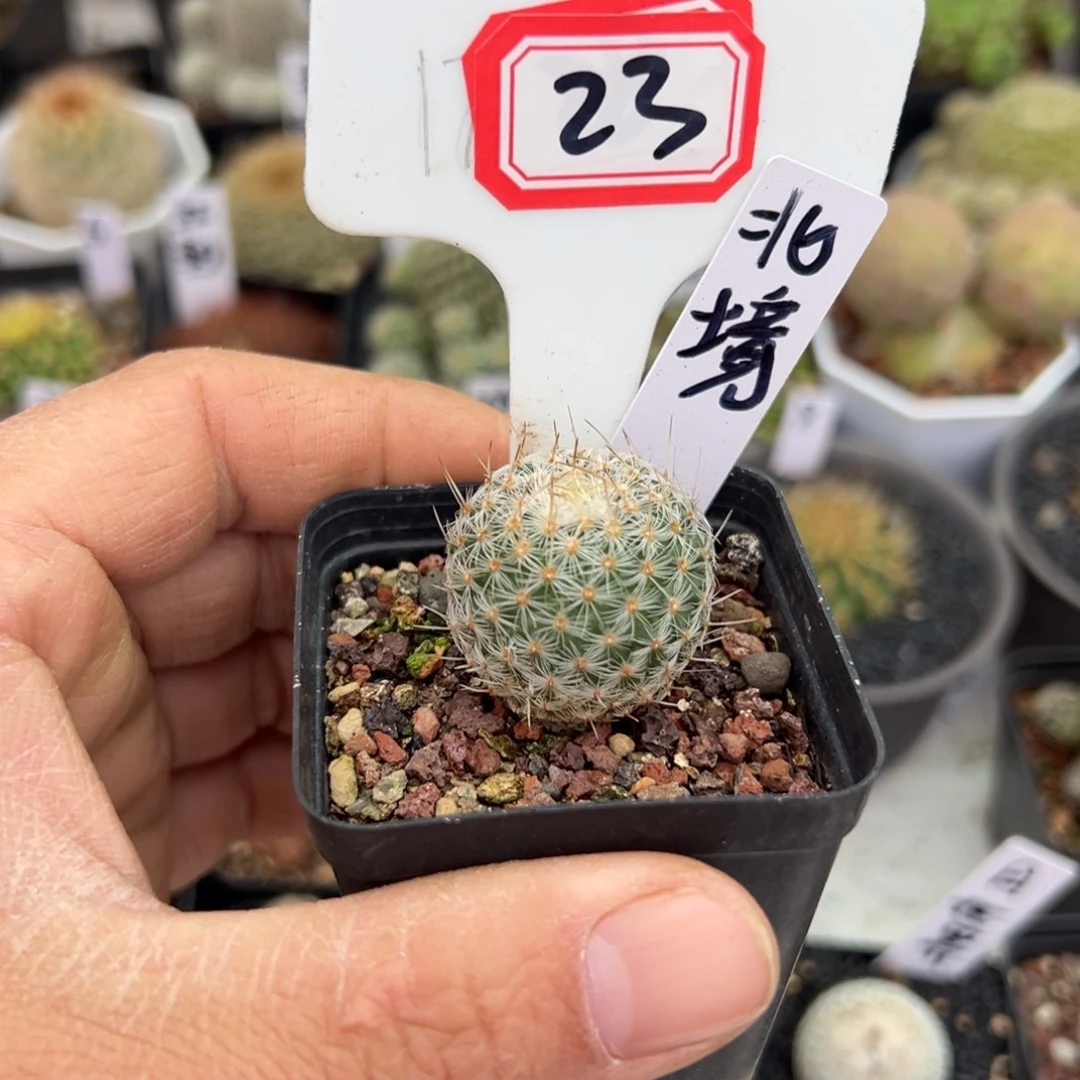 阿***哒23往事多肉园仙人球开花了