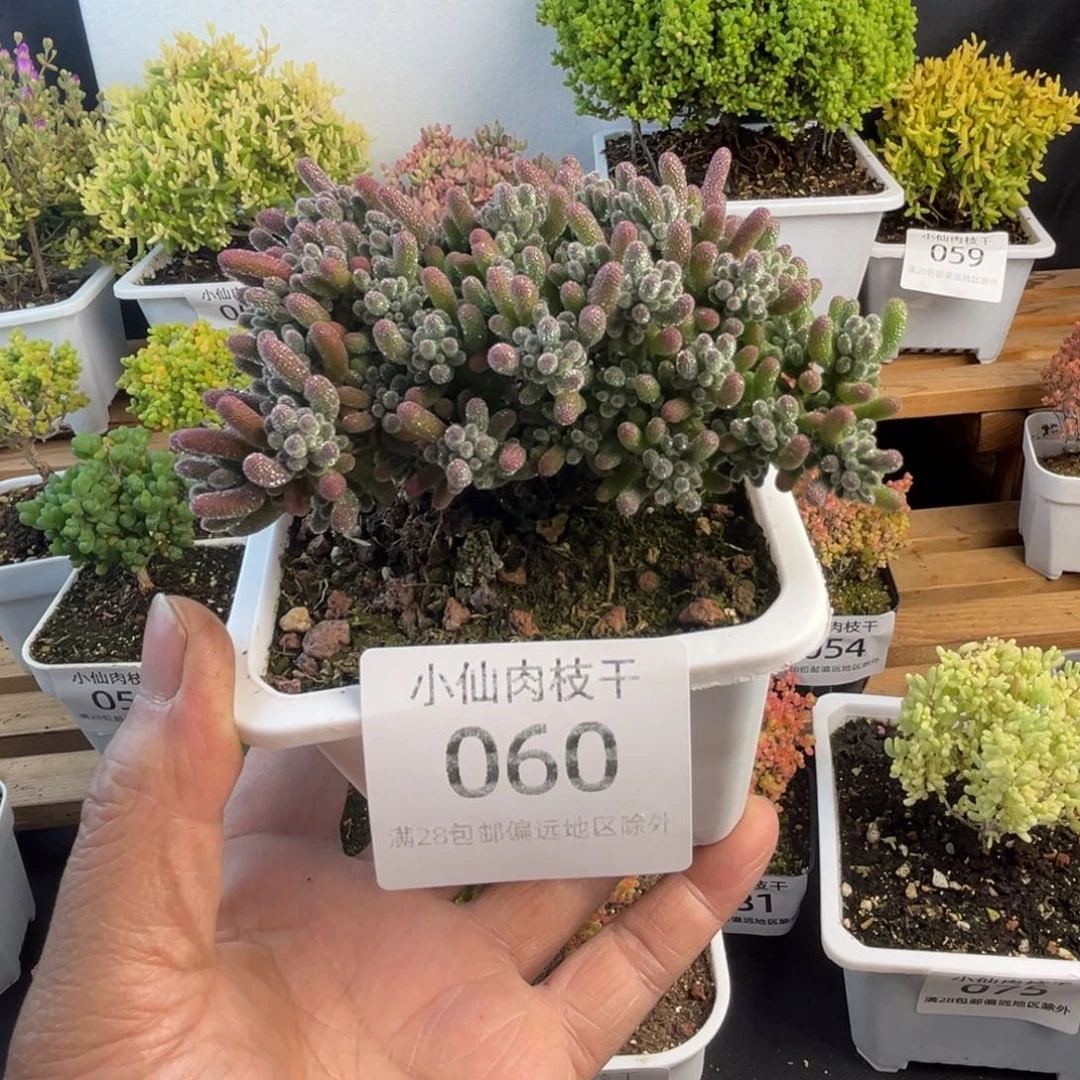 060枝干番杏10口盆冰紫