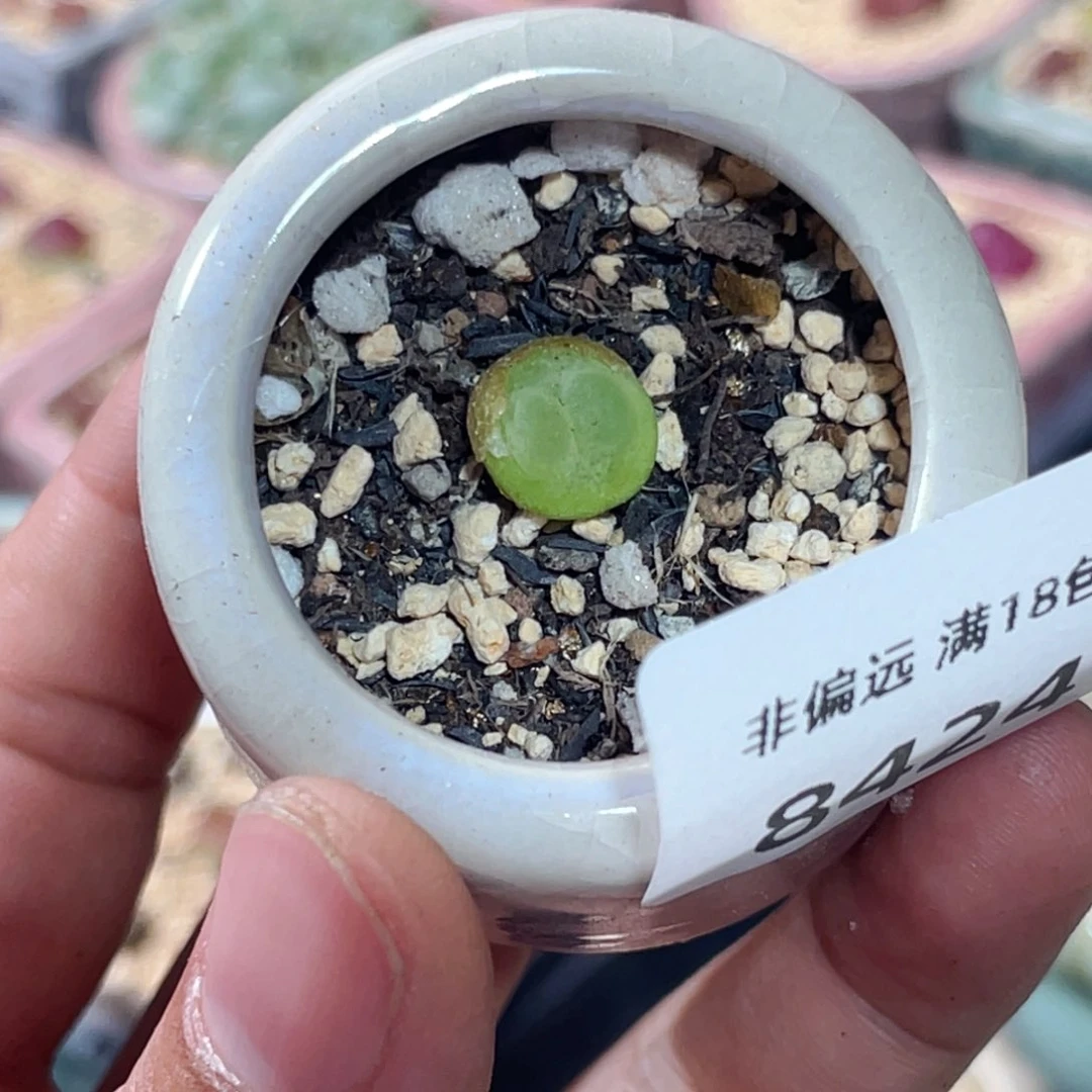 无花朵8424-一物一拍 带盆