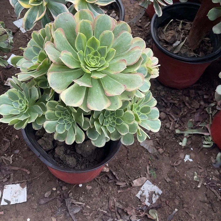 万奶白锦玫瑰玫瑰玫