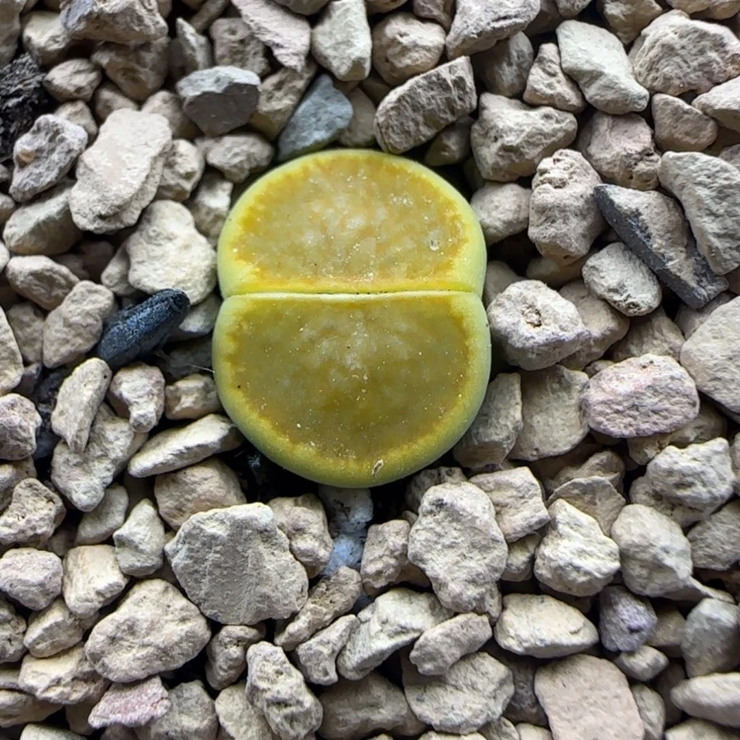 627 生石花大棚直播